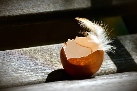 Bench chicken egg