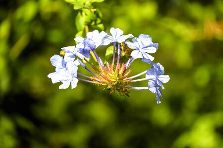 Beautiful beautiful flowers bloom photo