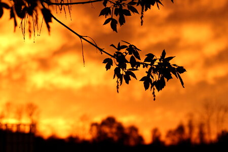 Twig Silhouette against Orange Sky photo