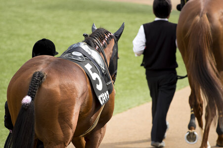 19 Horse race