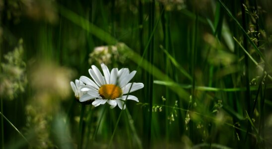 Flower white nature