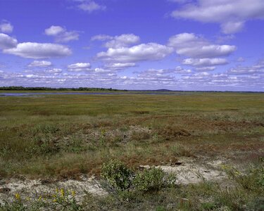 Estate grass plants scenic