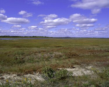 Estate grass plants scenic photo