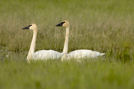 Pair of Trumpeter swans at Tetlin National Wildlife Refuge