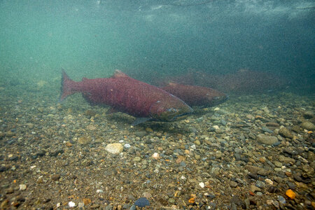 Chinook salmon-1