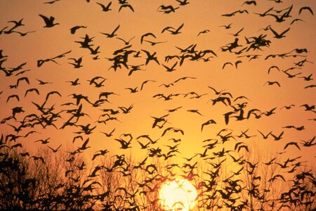 Dawn geese scenic