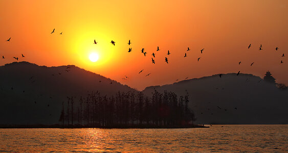 Birds flying over sunset over east lake