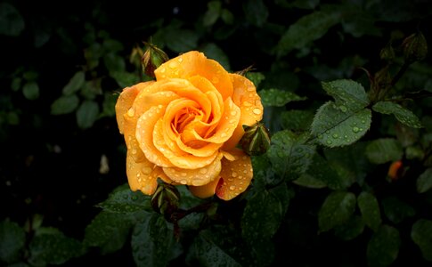 Orange rose bloom flower photo