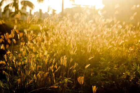 Farms Fields Plants photo