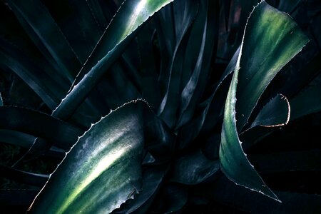 Cactus dark flora
