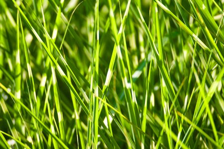 Plant grass tiger grass