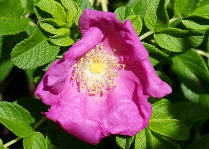 Beautiful Flowers bloom blooming photo