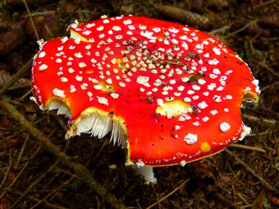 Red fly agaric mushroom spotted forest photo