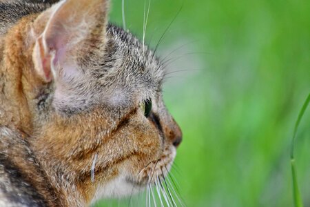 Tabby Cat animal cat