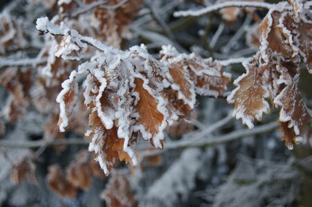 Oak leaves tree