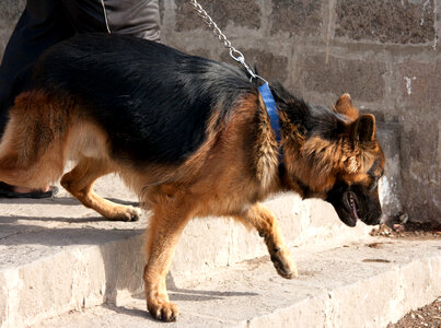 Dog Leash Walking Stairs photo