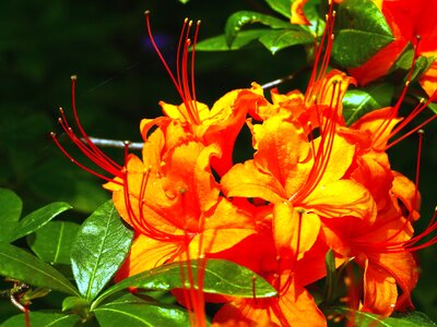 Bloom blossom colorful