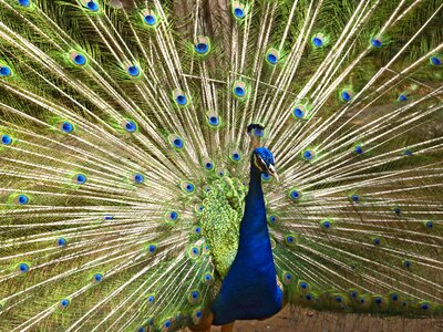 Wings feather wildlife photo