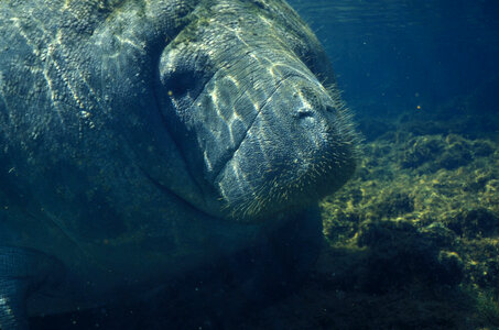 Manatee-5