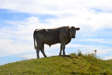 Cow cattle hill photo