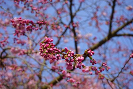 Purple branch blossom photo