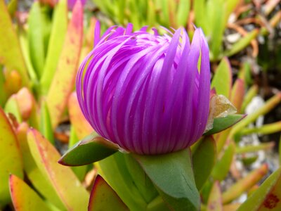 Red pink bloom