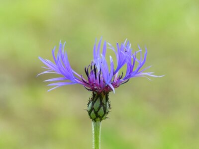 Bloom blue purple photo