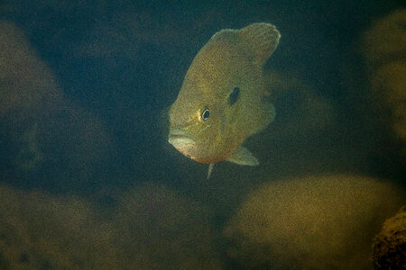  Redbreast sunfish-1