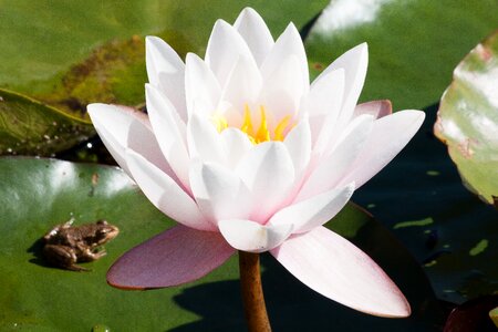 Lake rose aquatic plants meteor