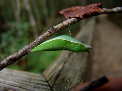Bug butterfly leaf