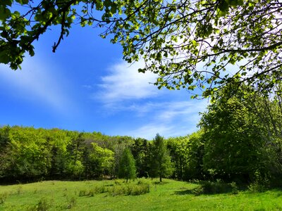 Mountain trees forest photo