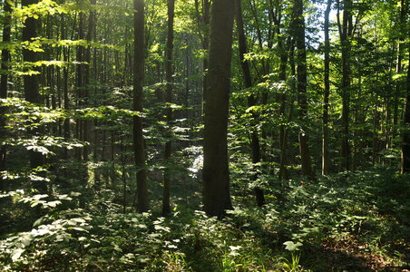 Forest in the middle of the day photo