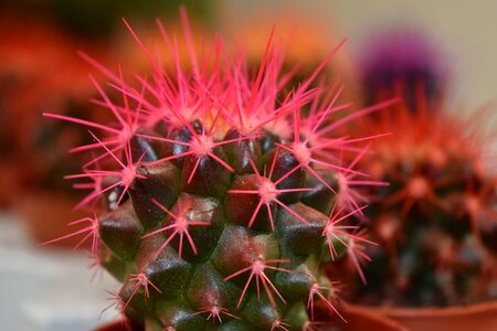 Cactus close-up desert plant photo