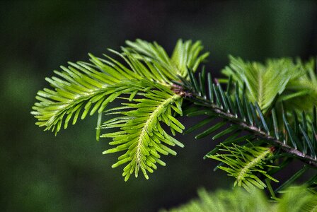 Fir tree coniferous pins silver fir photo