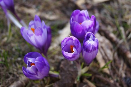 Crocus flowers purple