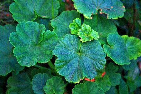 Geranium scalloped green