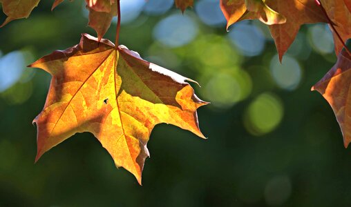 Autumn autumn season branch photo