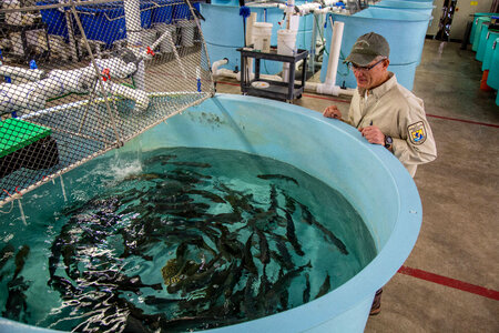 Fishery employee feeds fish-1 photo