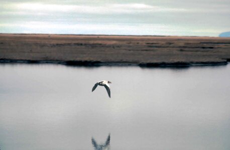 Animal aquatic bird bird photo