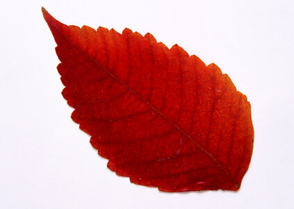 Autumn virginia creeper leaves on white background. photo