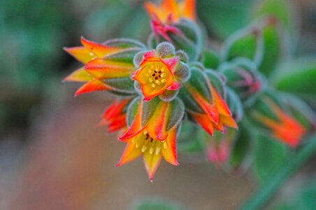 Plant smells of summer garden