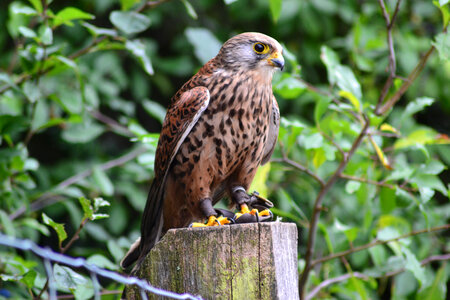 Falcon standing on a post photo