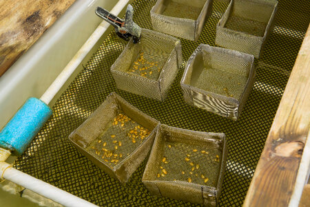 Freshwater mussel mesh cages-3