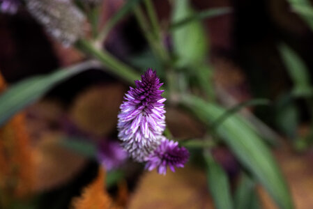 Purple Flower Macro in the Gardens photo