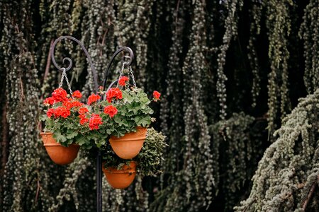 Geranium flower garden hanging photo