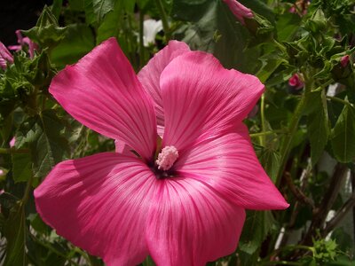 Flower pink flower flowers
