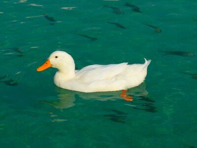 Ducks animal water