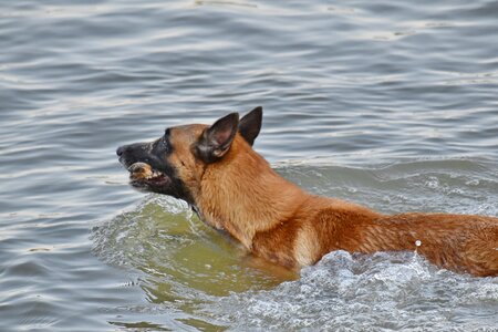 German shepherd dog swimming photo
