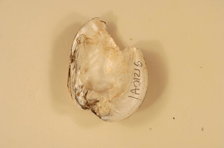 Ellipsaria lineolata (inside)-1