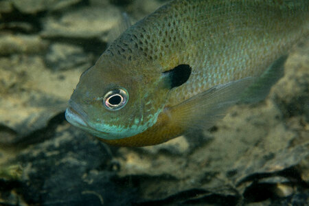 Bluegill on nest-3